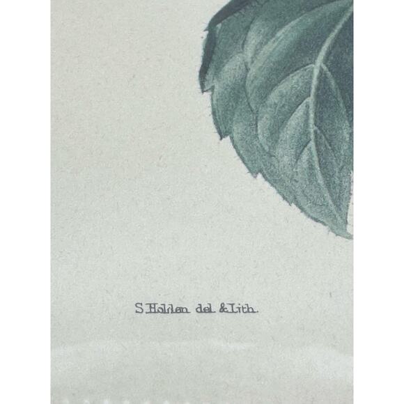 S. Holden Achimenes Longiflora signed Botanical Print 16" x14” glass floral Art - Picture 5 of 16